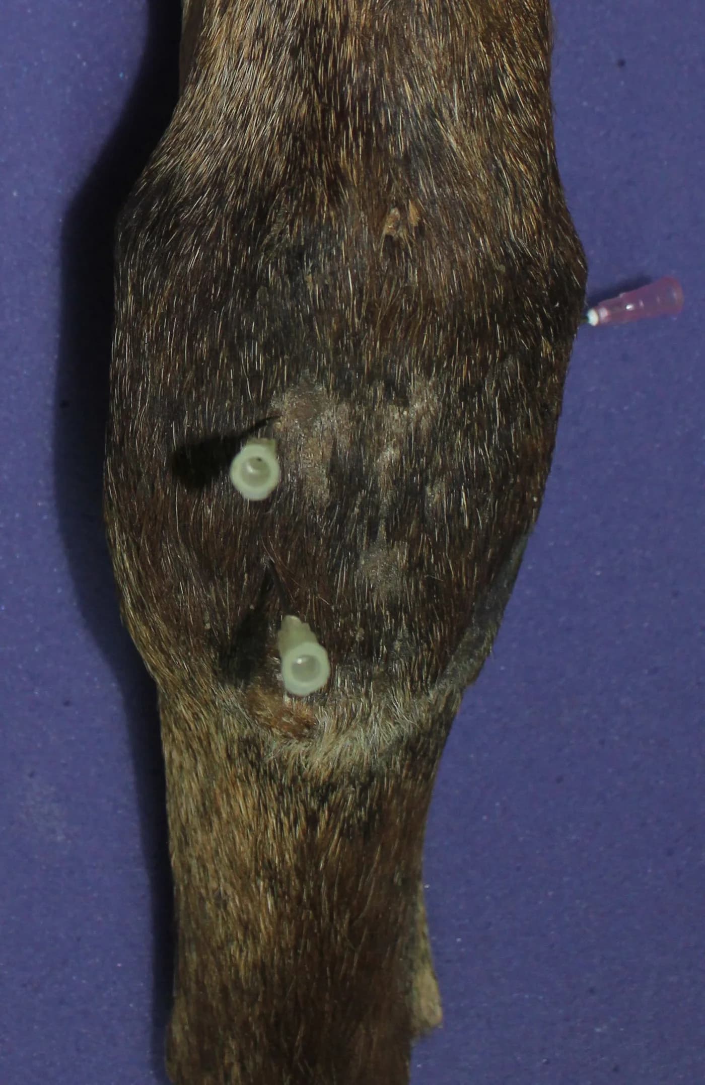 Custom plastinated equine joint injection simulator — made-to-order educational model