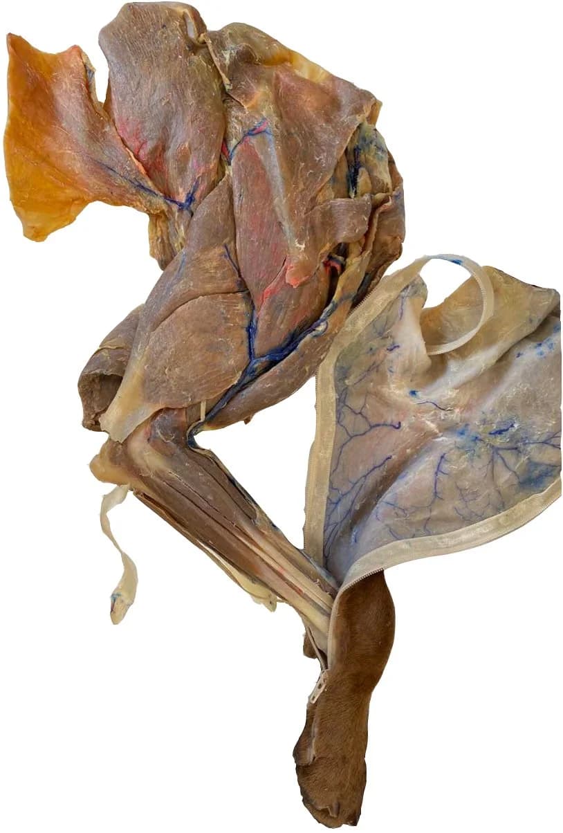 Plastinated thoracic limb of a dog — anatomical specimen