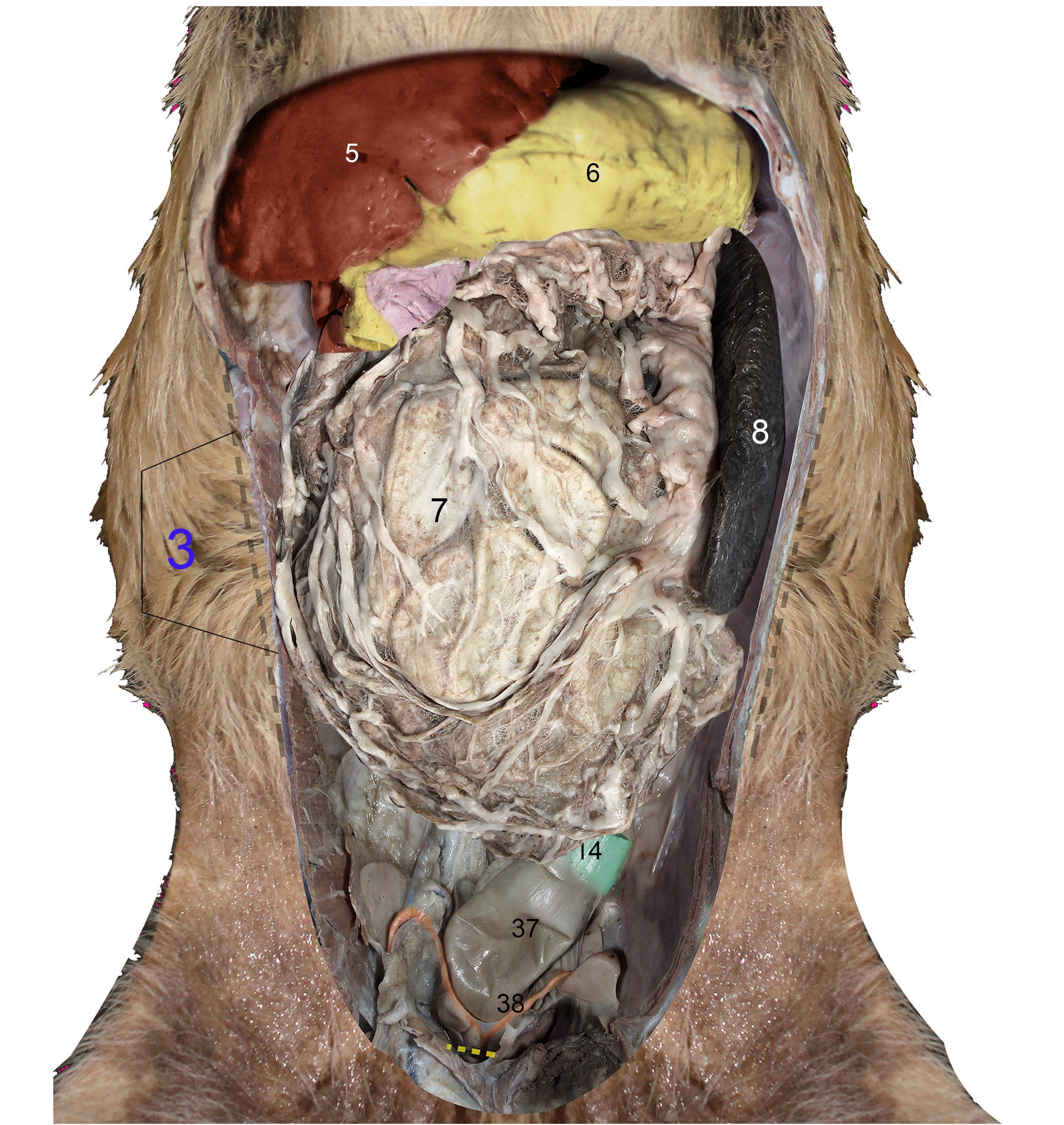 Layered Anatomical Charts