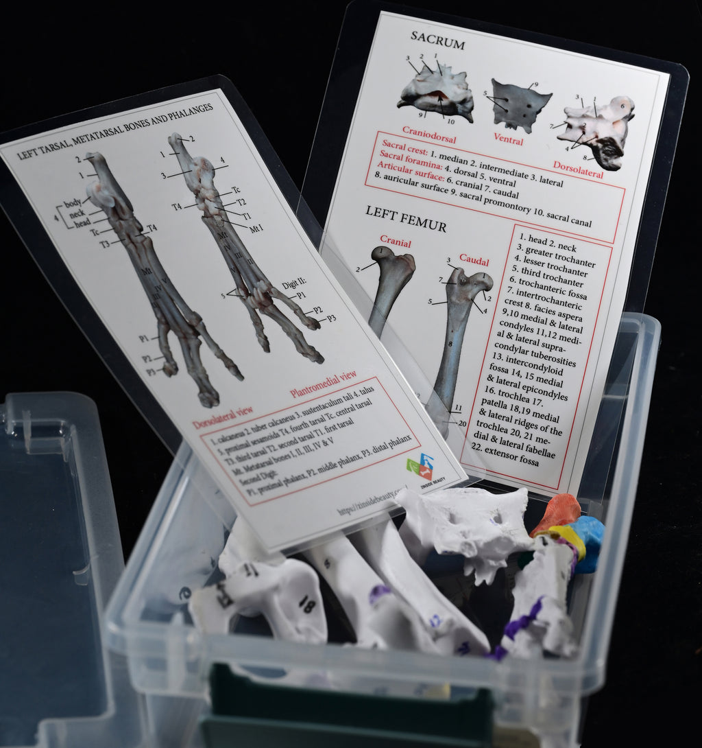 Canine Pelvic Limb Bone Box