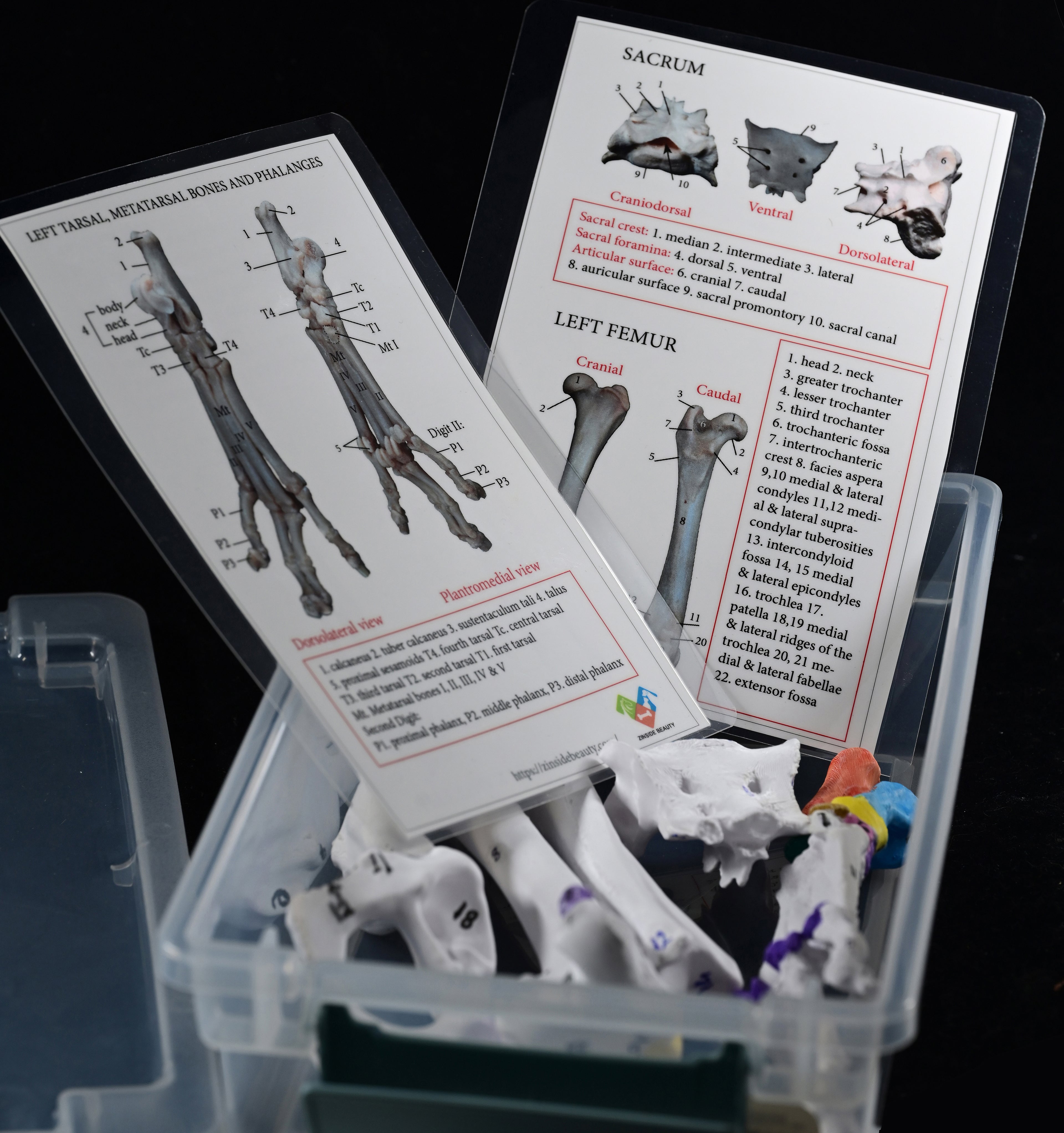 Canine Pelvic Limb Bone Box