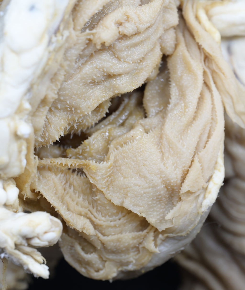Plastinated Small Ruminant Stomach (sheep or goat)