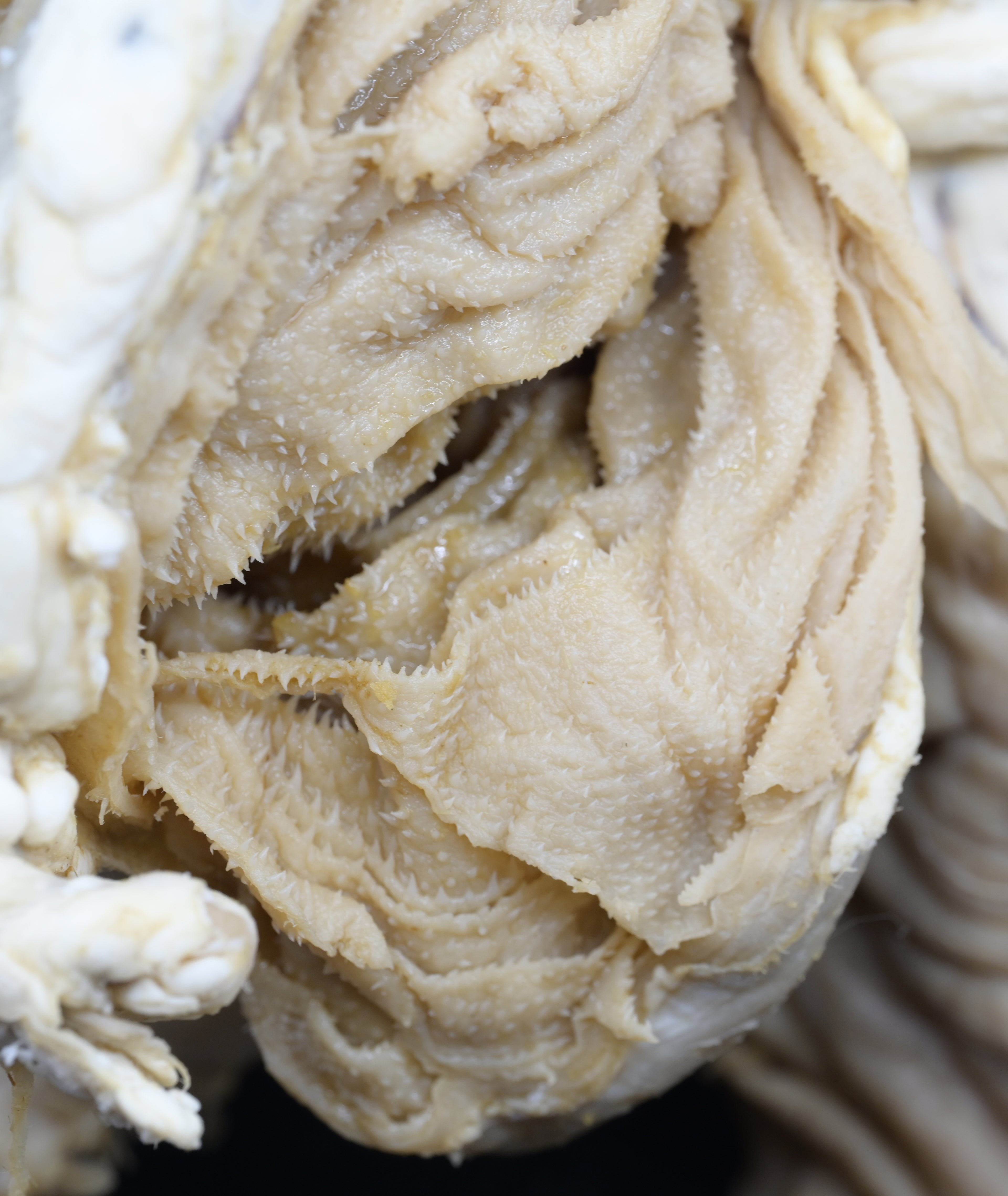 Plastinated Small Ruminant Stomach (sheep or goat)