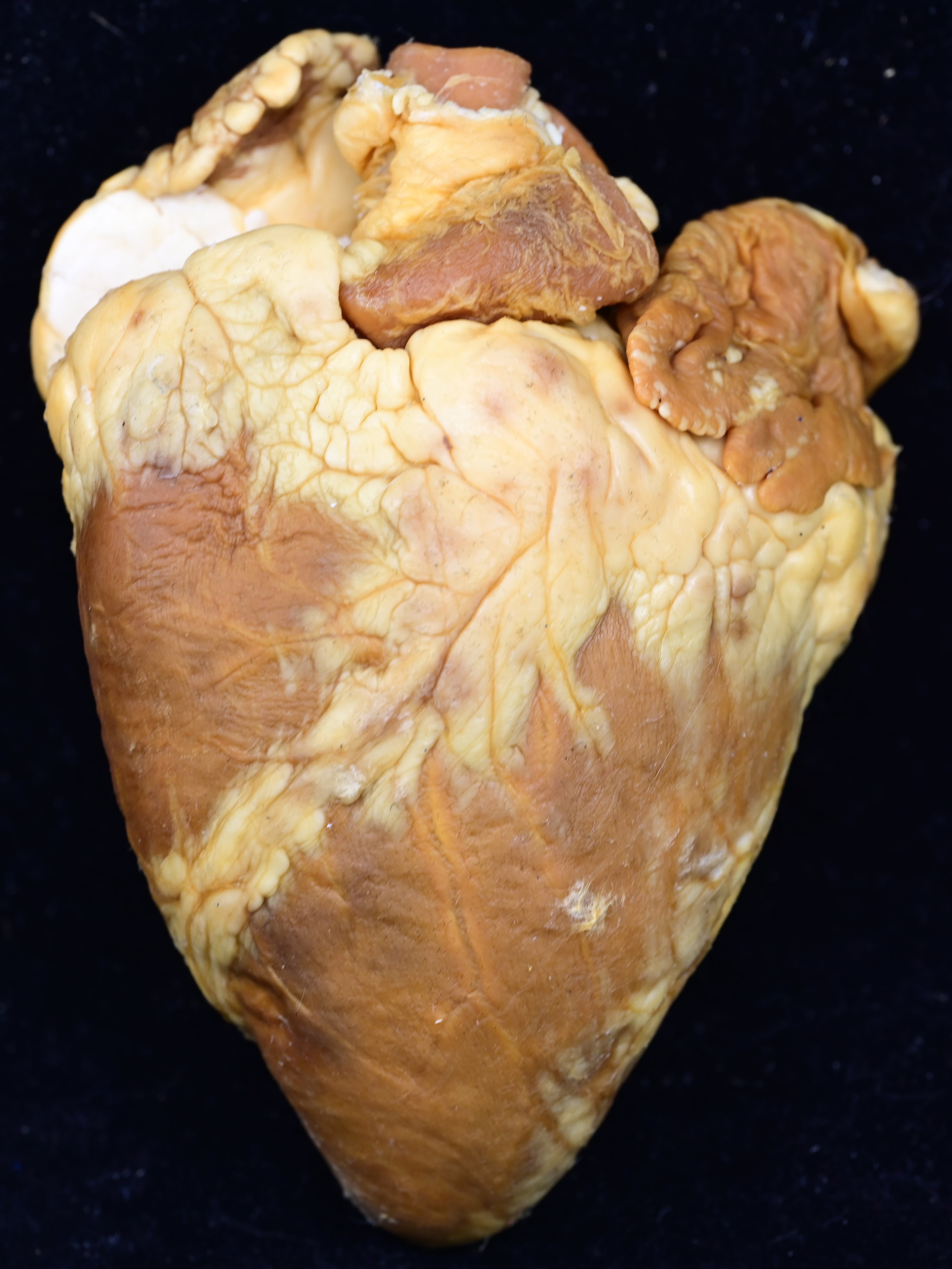 Plastinated sheep heart - sagittally sectioned