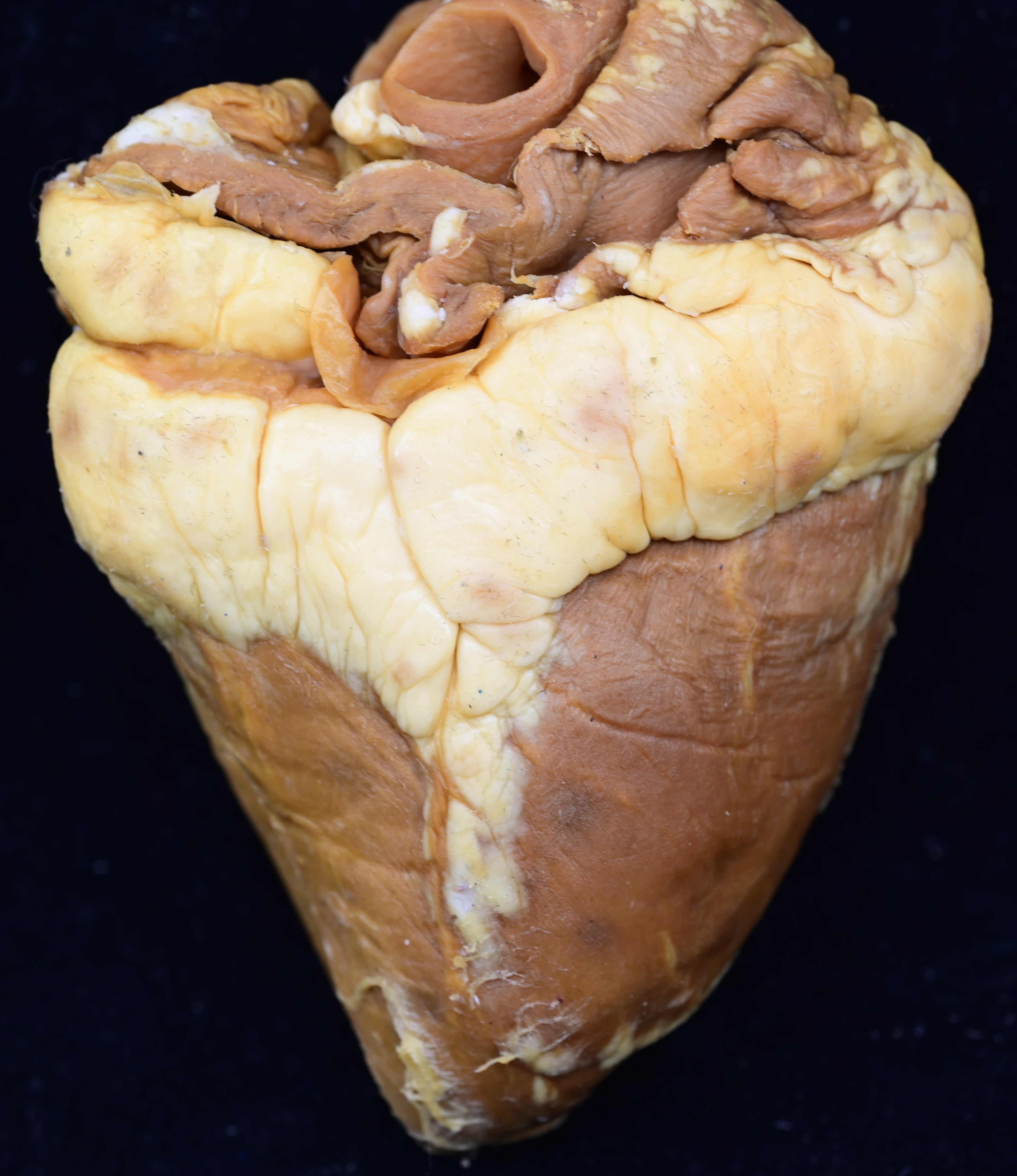 Plastinated sheep heart - sagittally sectioned