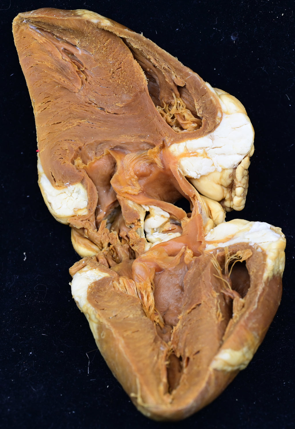 Plastinated sheep heart - sagittally sectioned
