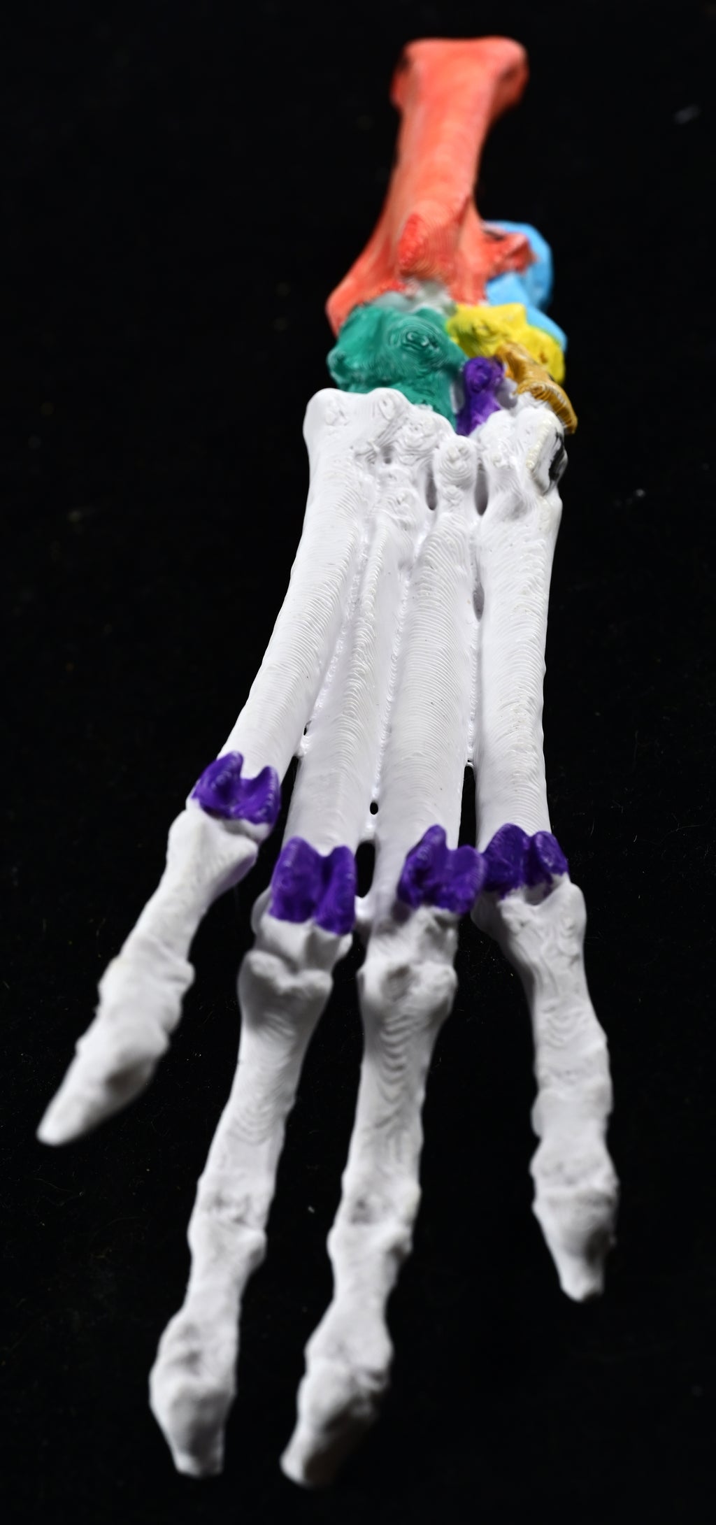 Canine Pelvic Limb Bone Box
