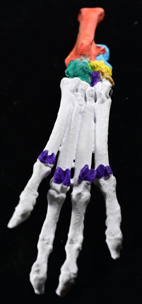 Canine Pelvic Limb Bone Box
