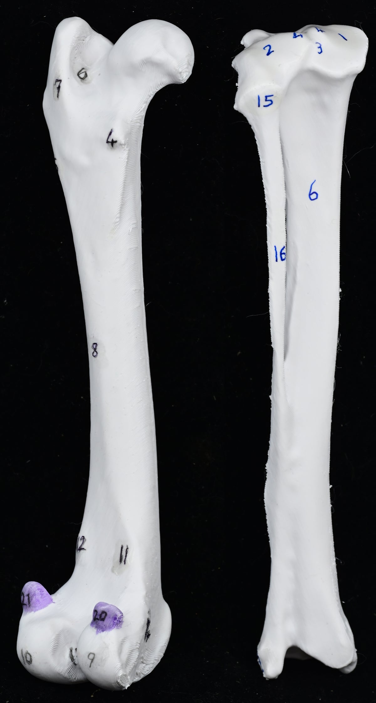 Canine Pelvic Limb Bone Box