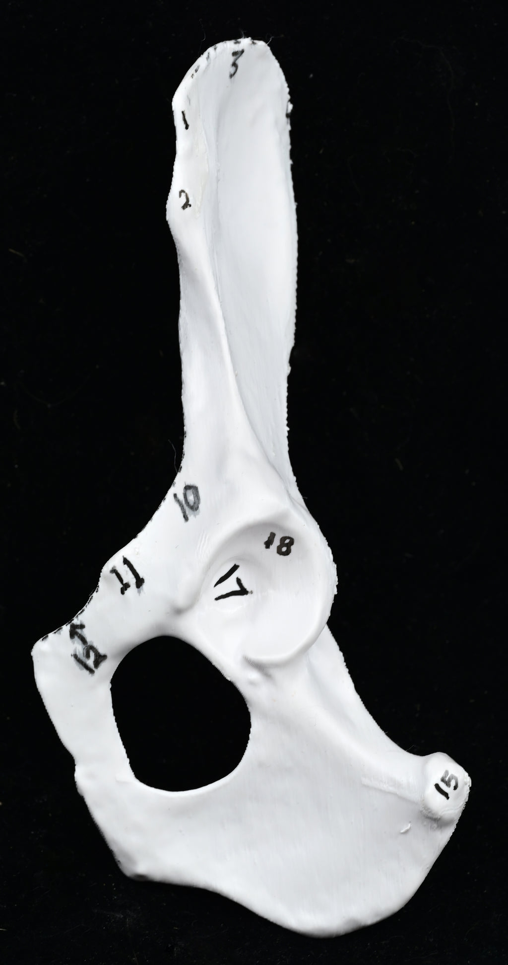 Canine Pelvic Limb Bone Box