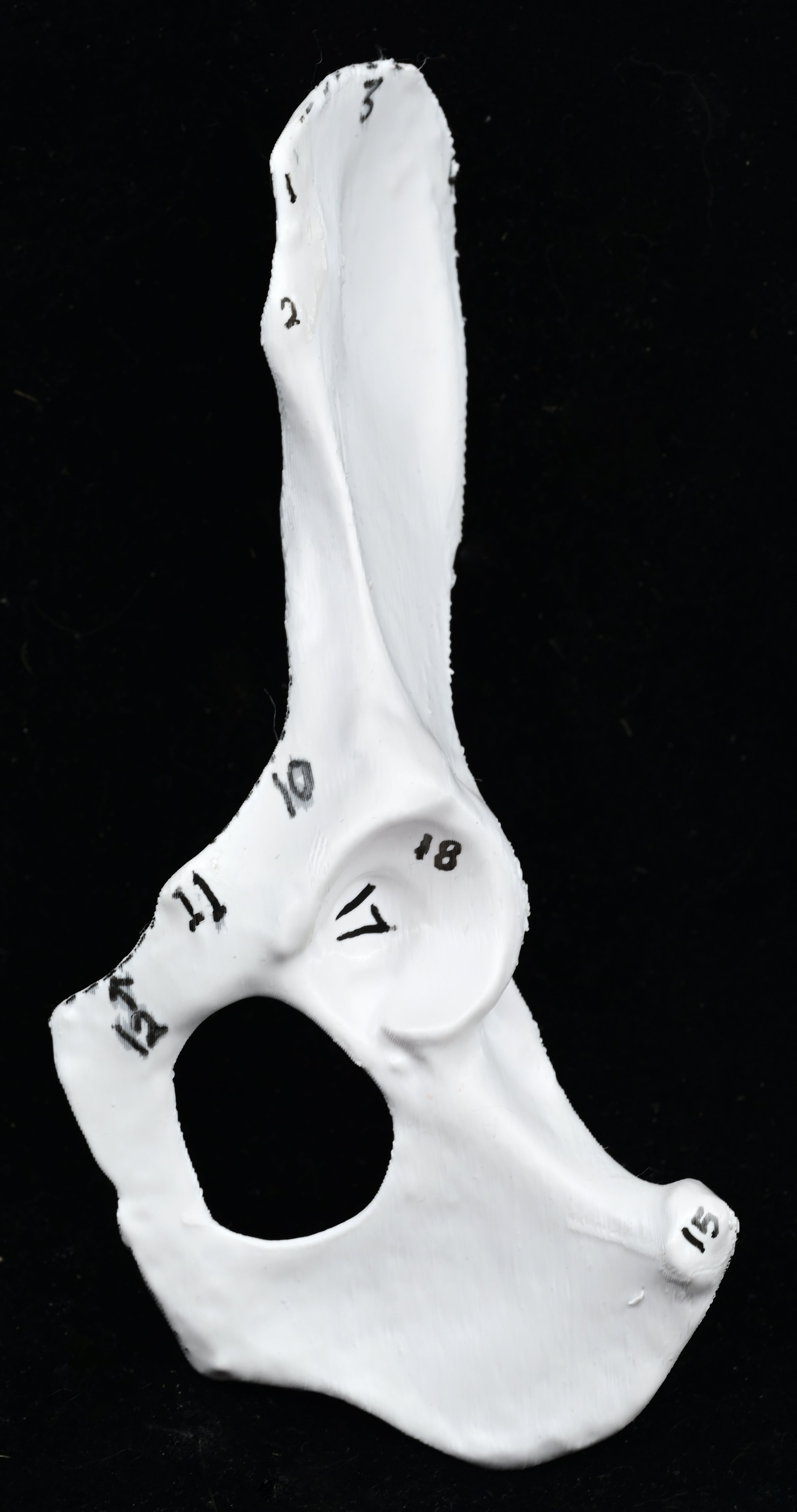 Canine Pelvic Limb Bone Box