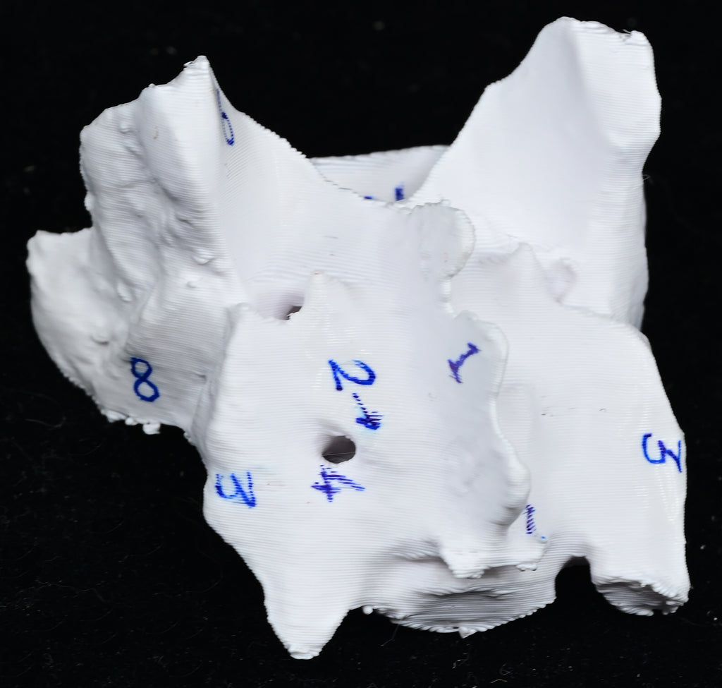 Canine Pelvic Limb Bone Box
