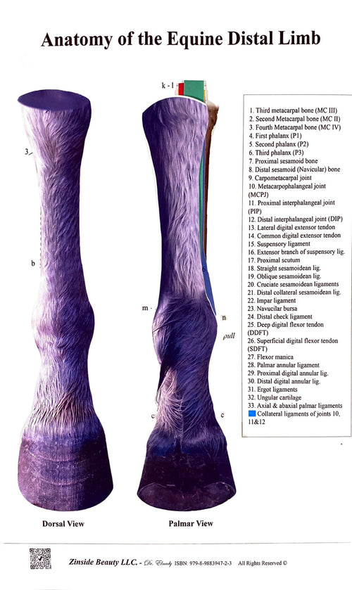 Anatomy of the Equine Distal Limb Layered Chart