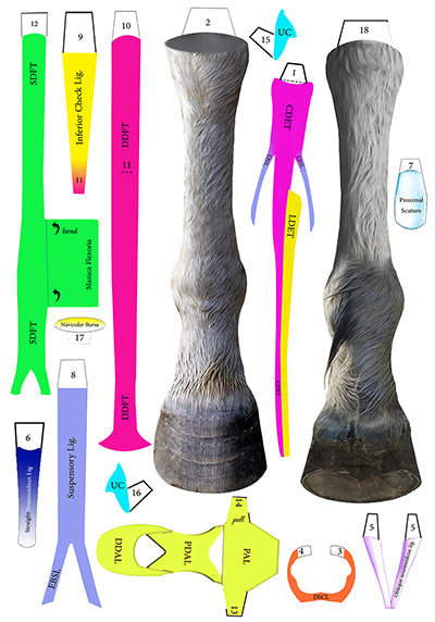 Anatomy of the Equine Distal Limb Layered Chart
