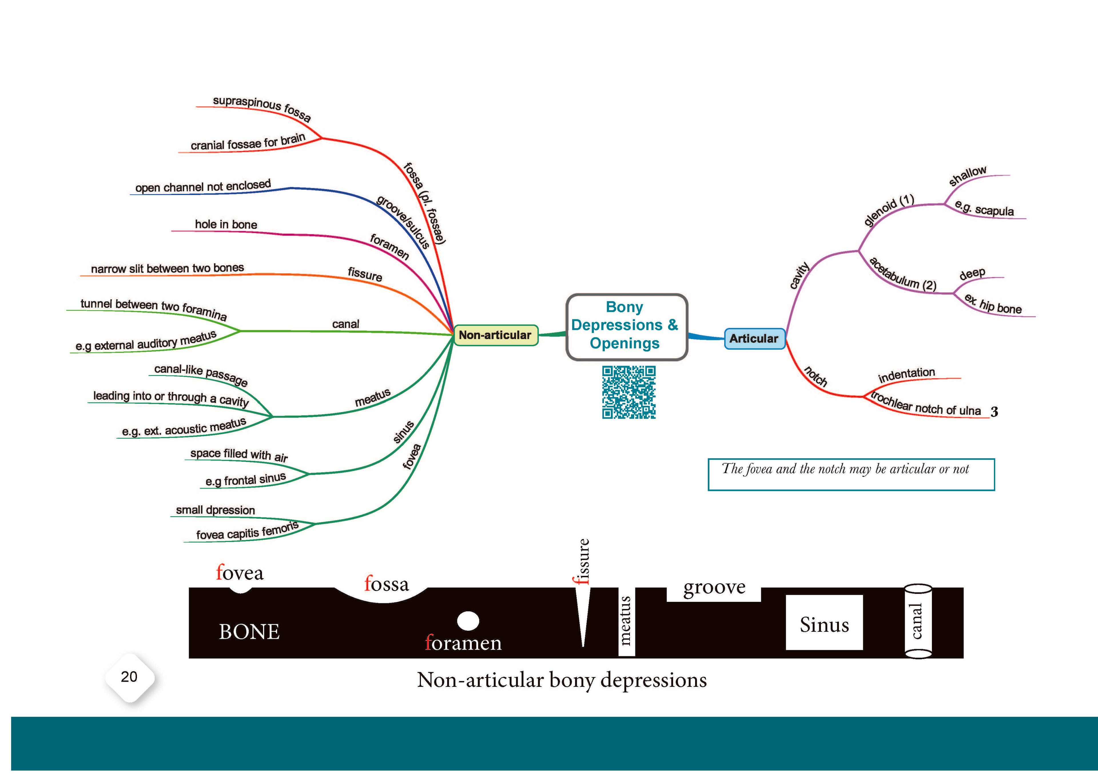 K9 Anatomy Made Easy Mind Maps, Mnemonics, Analogies & Beyond. Part 1. Basic Concepts and Forelimb
