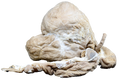 Plastinated Small Ruminant Stomach (sheep or goat)