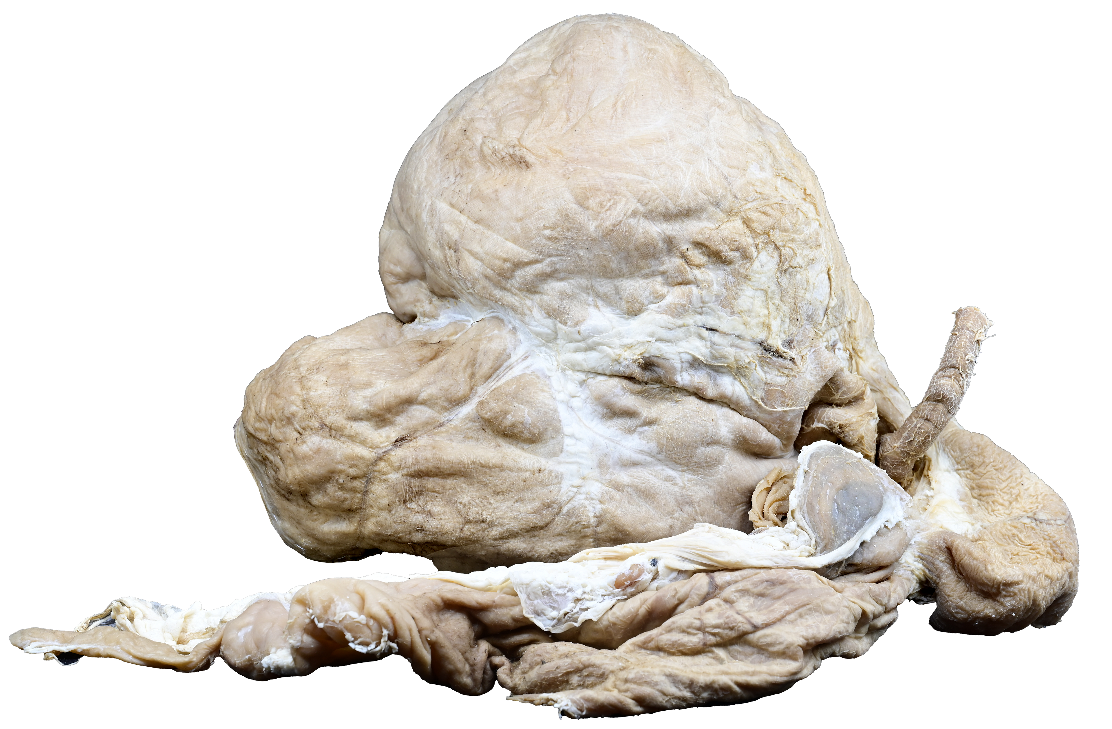 Plastinated Small Ruminant Stomach (sheep or goat)
