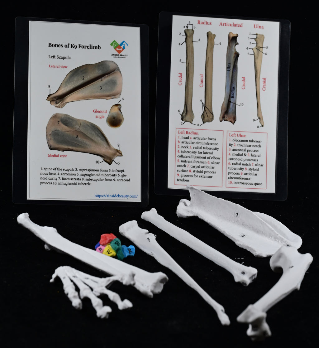 Dog 3D-Printed Forelimb Bone Kit