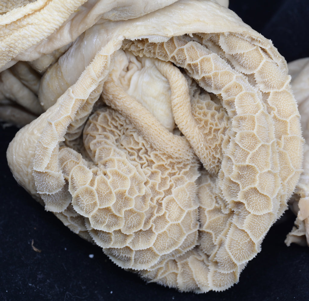 Plastinated Small Ruminant Stomach (sheep or goat)