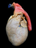 Cat Plastinated Heart
