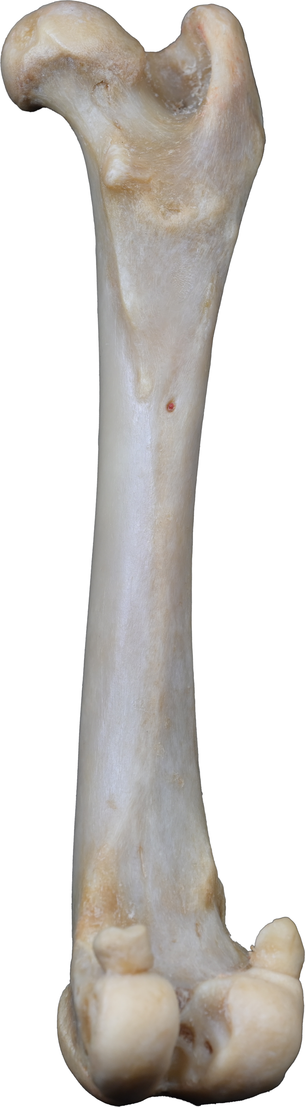Dog 3D-Printed Pelvic Limb Bone Kit