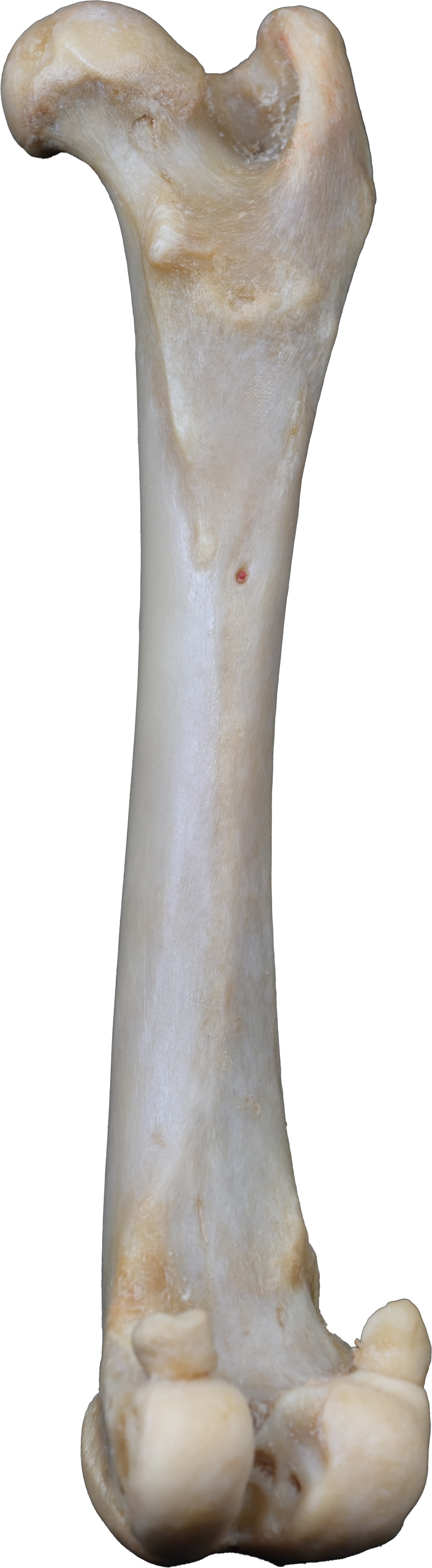 Dog 3D-Printed Pelvic Limb Bone Kit