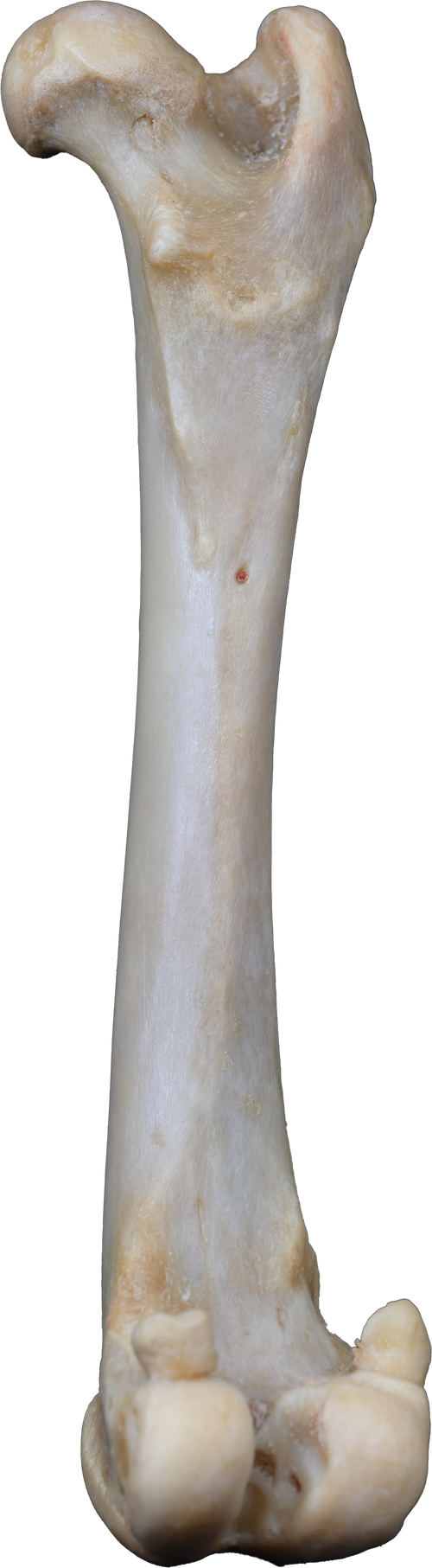 Canine Pelvic Limb Bone Box