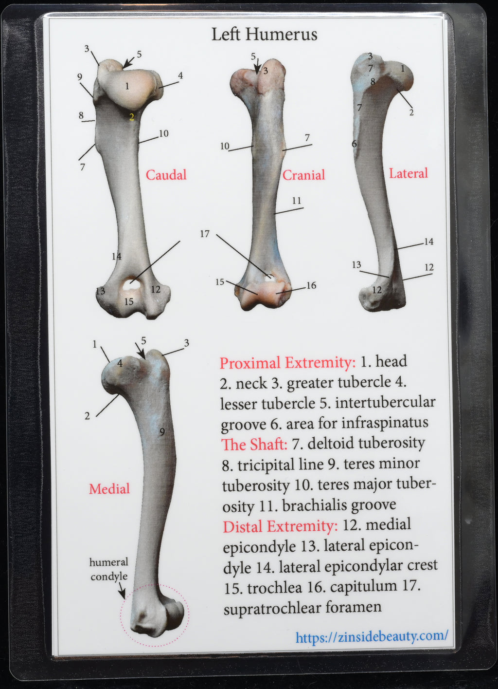 Dog 3D-Printed Forelimb Bone Kit