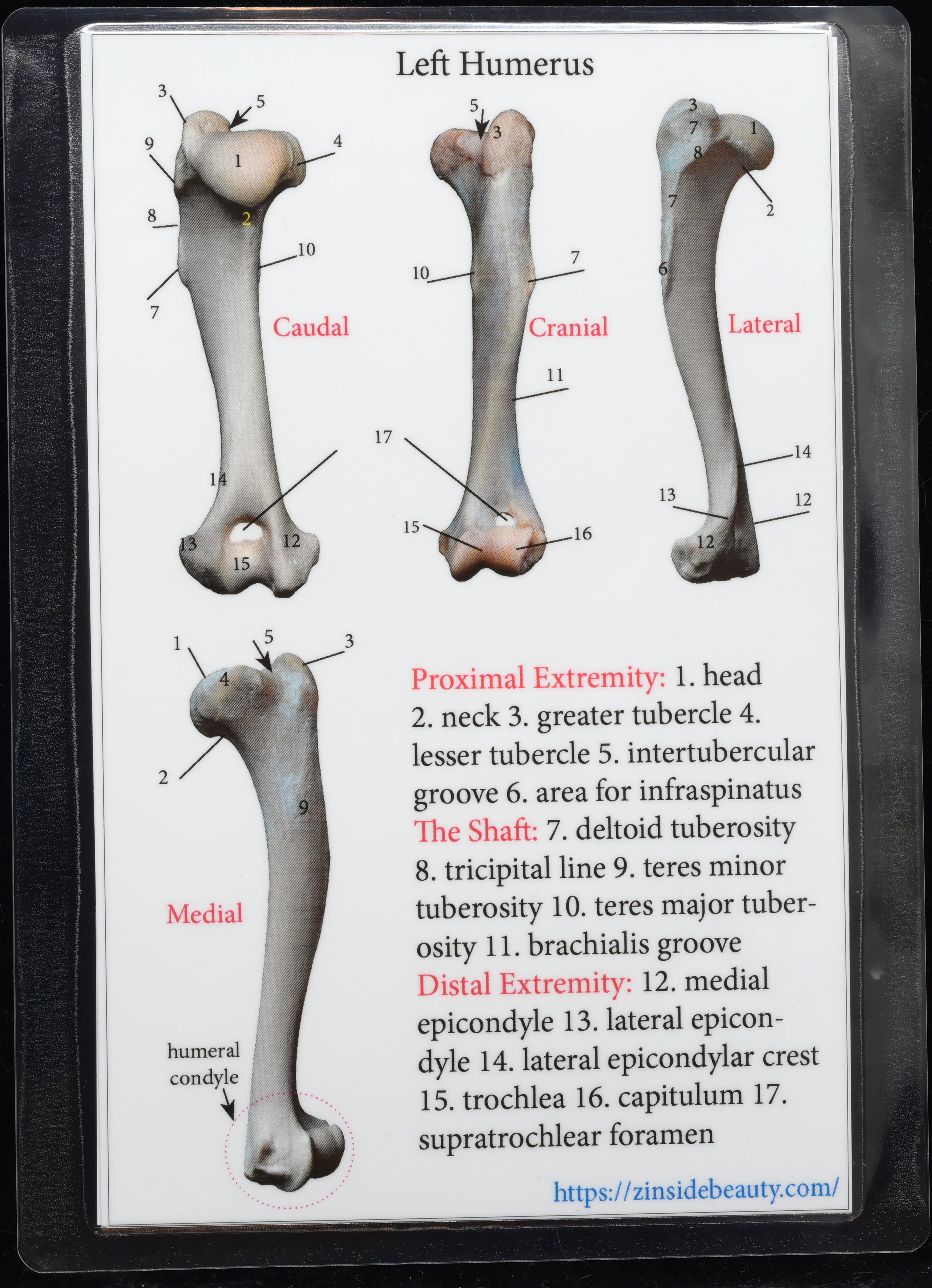 Dog 3D-Printed Forelimb Bone Kit