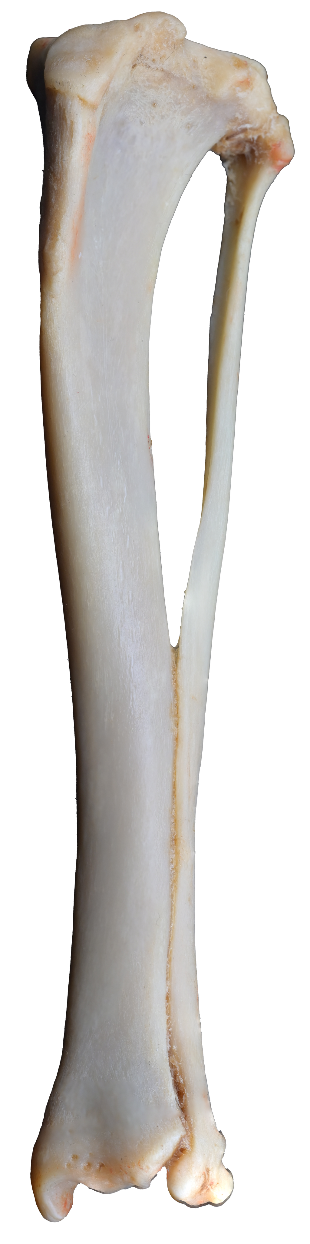 Canine Pelvic Limb Bone Box