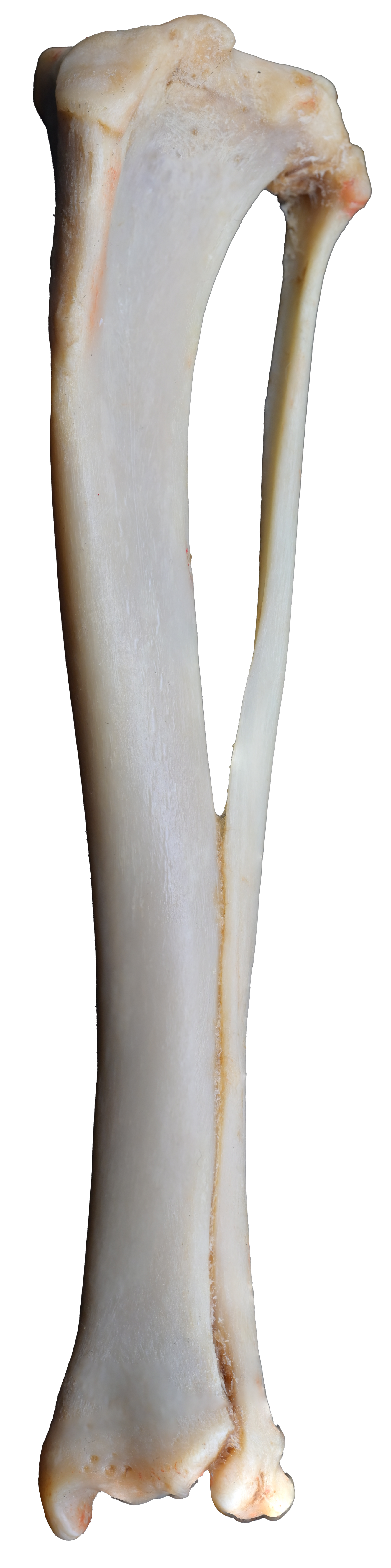 Canine Pelvic Limb Bone Box