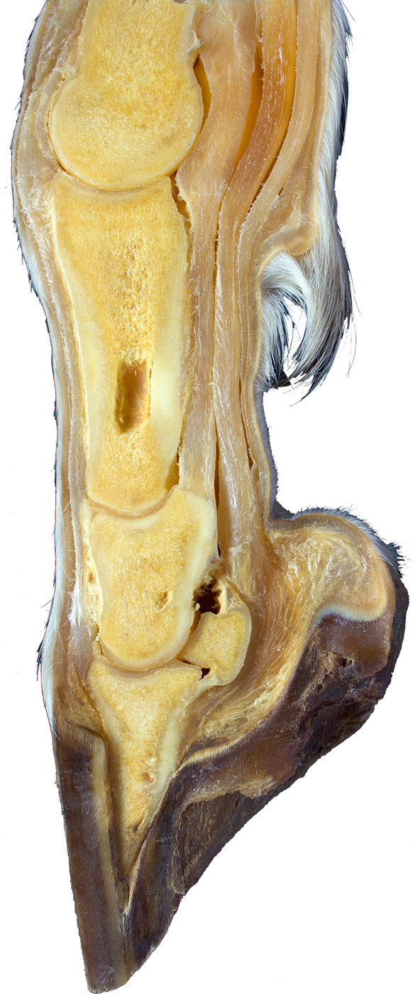 Plastinated horse distal limb sagittal section