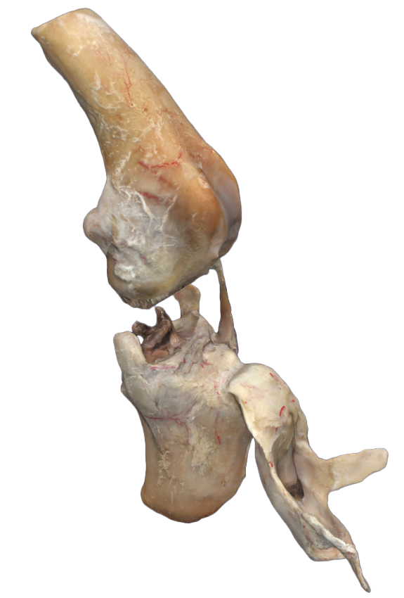 Stifle Joint of a Dog