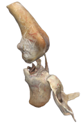 Stifle Joint of a Dog