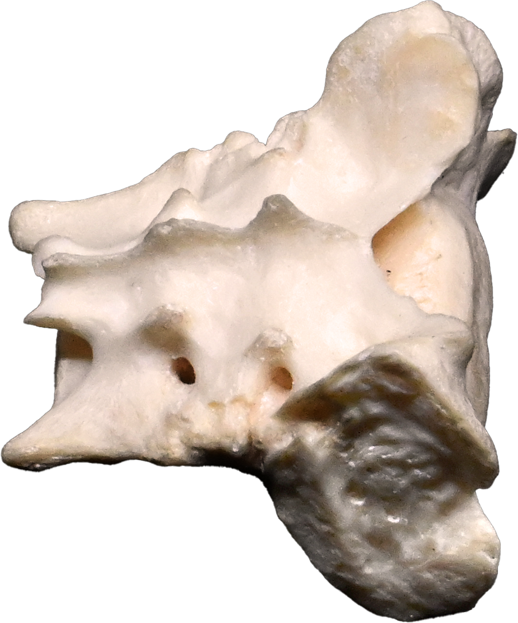 Canine Pelvic Limb Bone Box