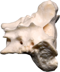 Canine Pelvic Limb Bone Box