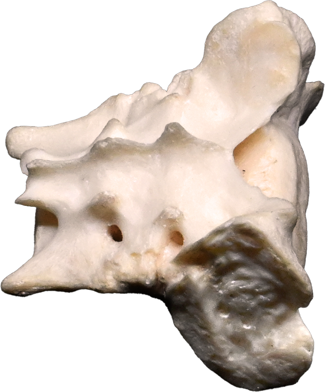 Canine Pelvic Limb Bone Box