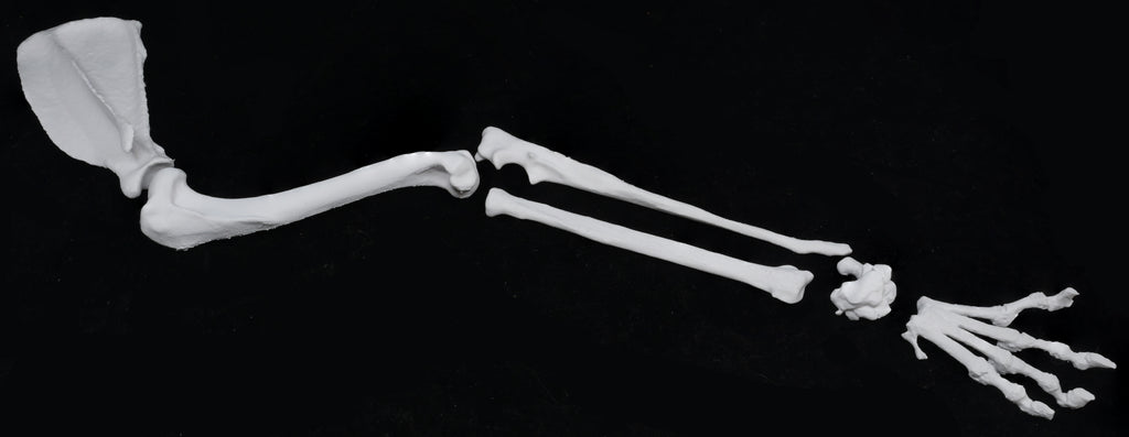 Dog 3D-Printed Forelimb Bone Kit
