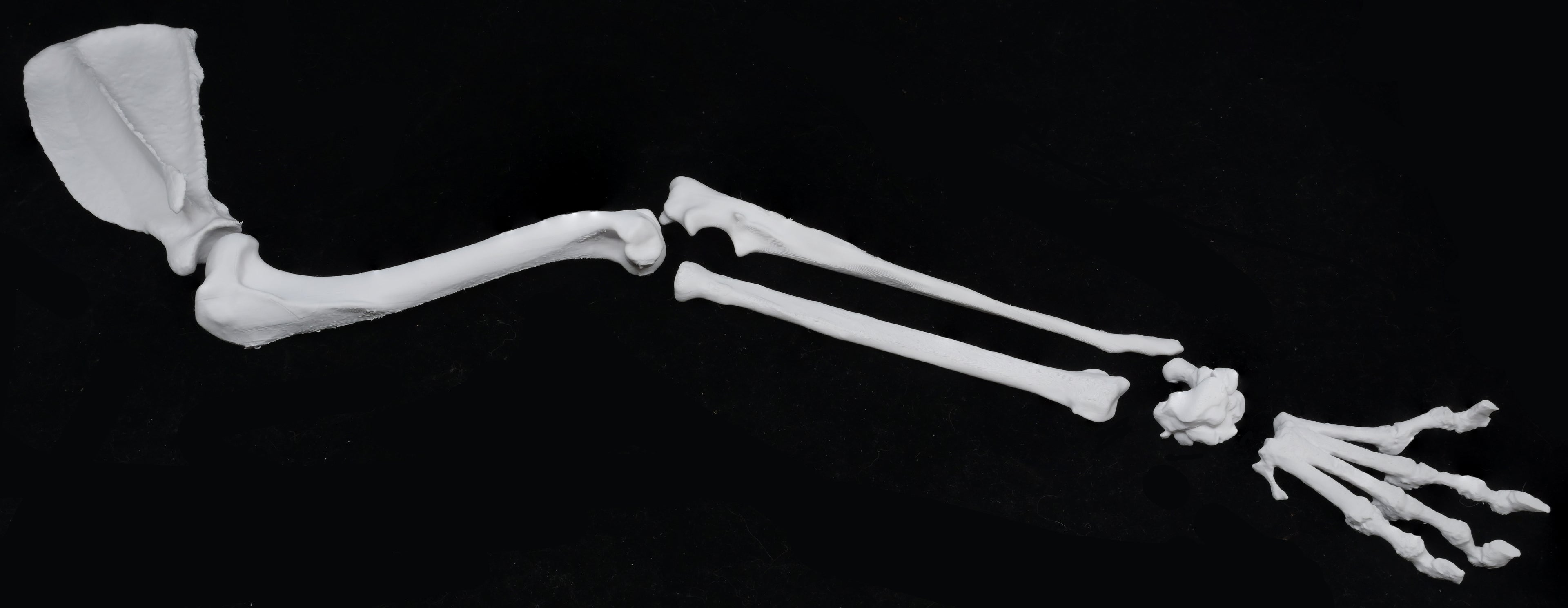 Dog 3D-Printed Forelimb Bone Kit