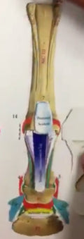 Anatomy of the Equine Distal Limb Layered Chart