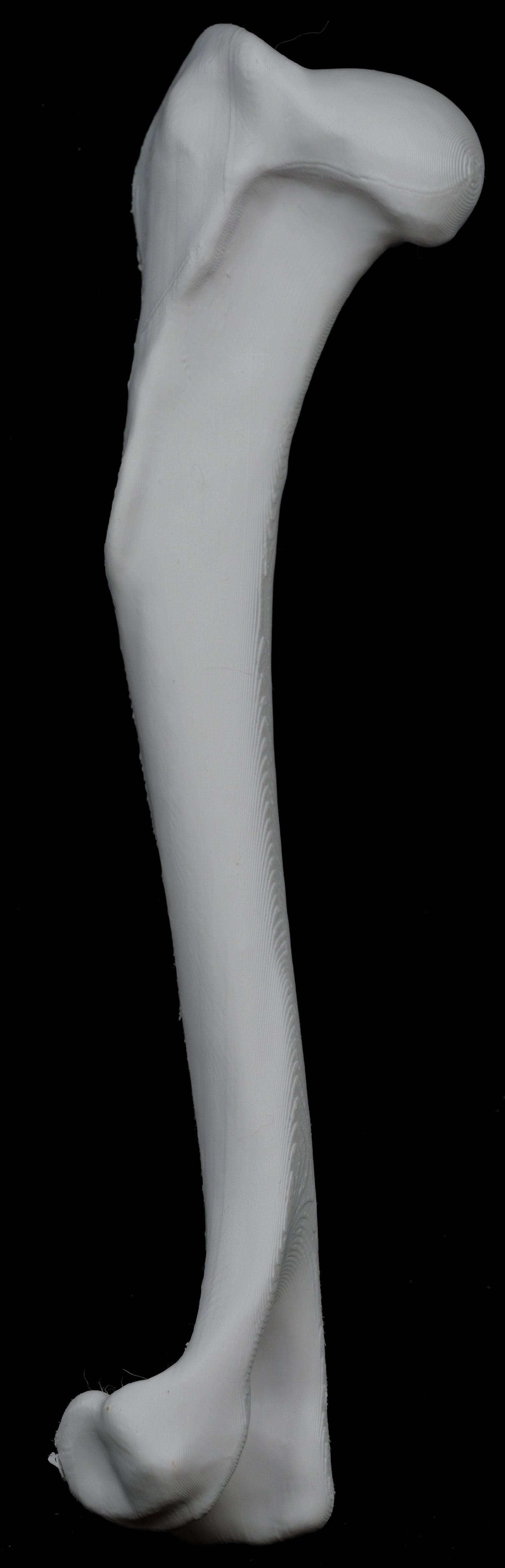 Dog 3D-Printed Forelimb Bone Kit