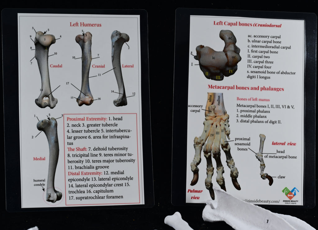 Dog 3D-Printed Forelimb Bone Kit