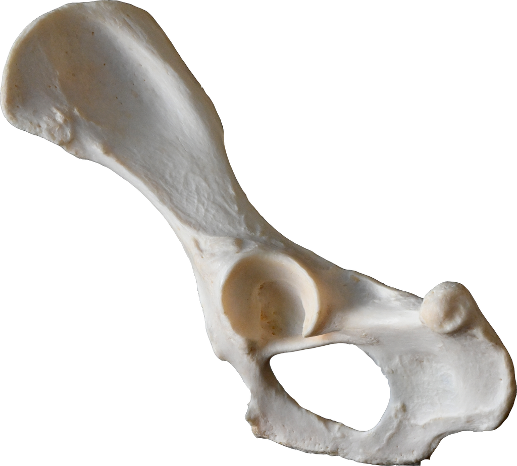 Canine Pelvic Limb Bone Box
