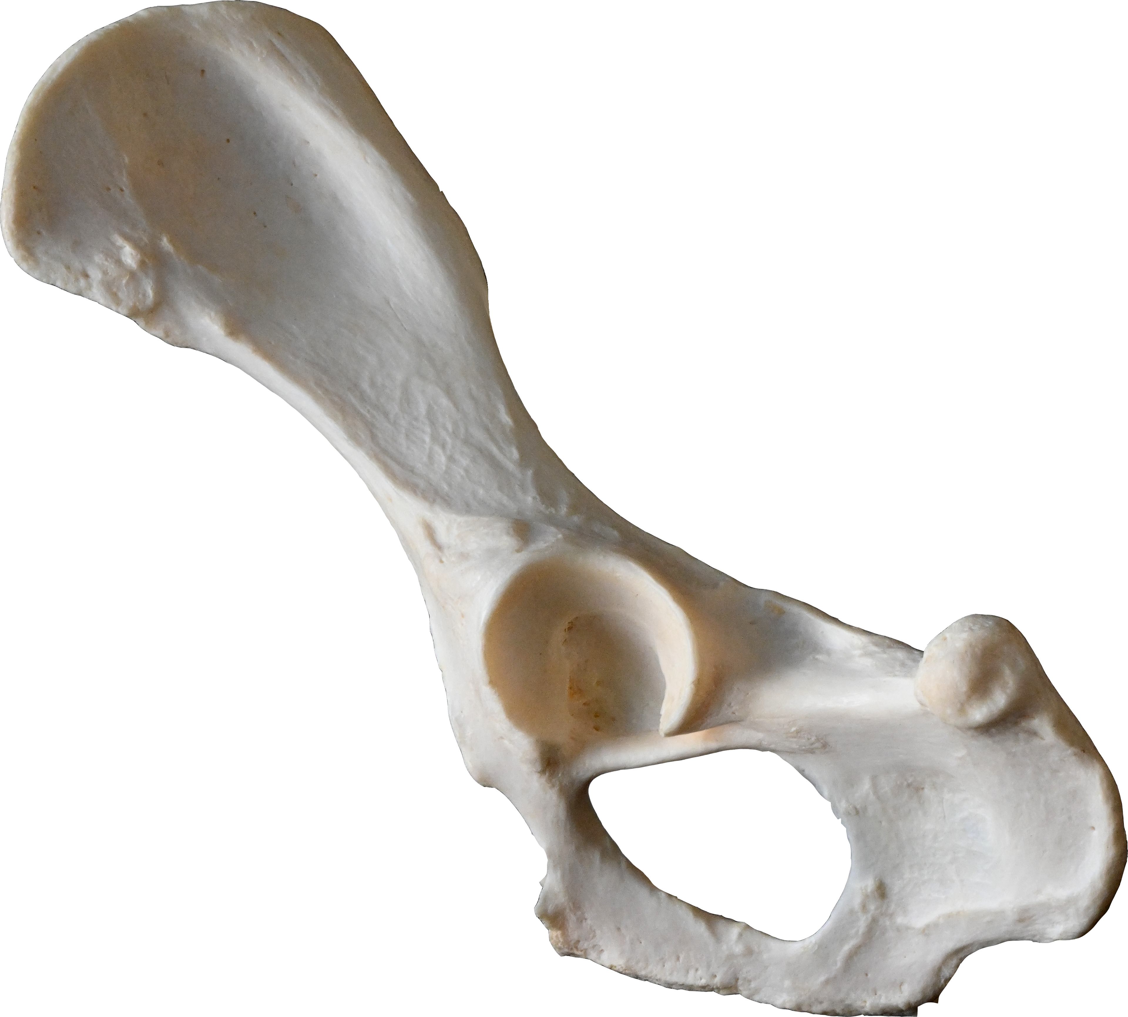 Canine Pelvic Limb Bone Box