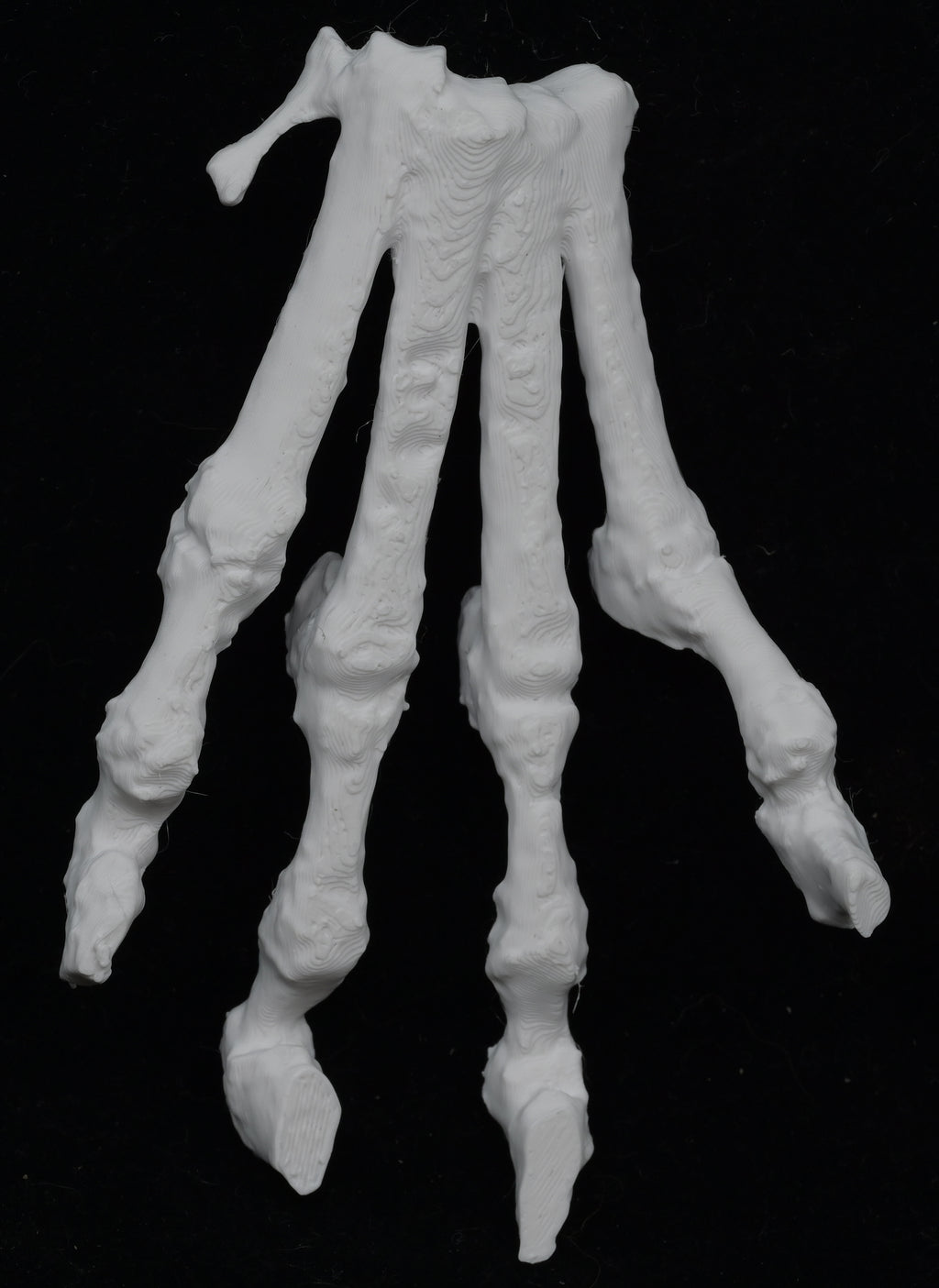 Dog 3D-Printed Forelimb Bone Kit
