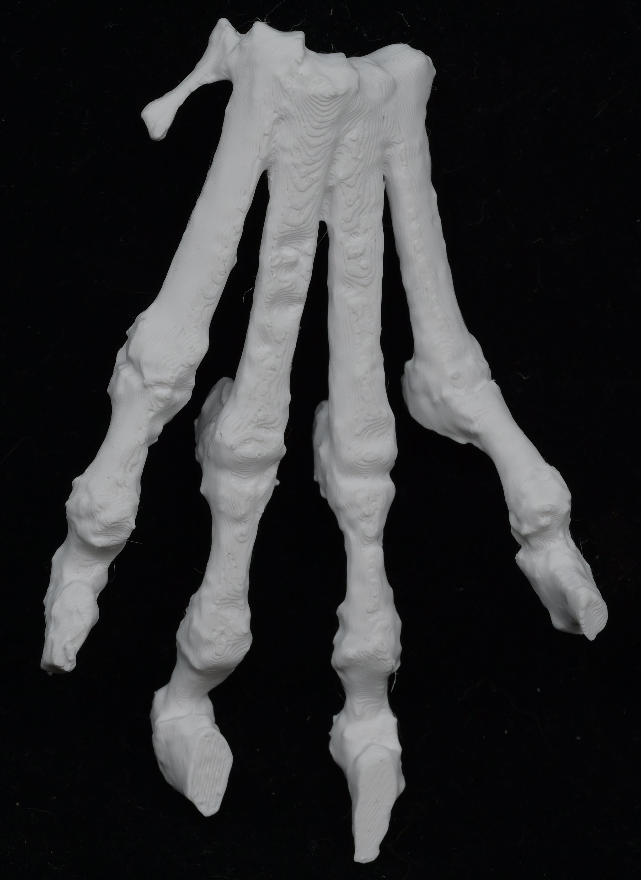 Dog 3D-Printed Forelimb Bone Kit