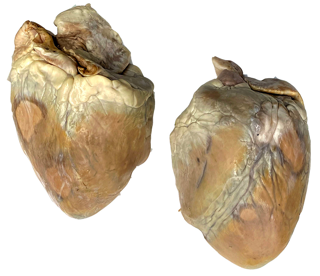 Plastinated Heart of a Pig