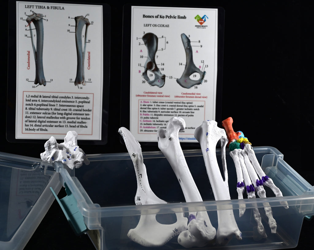 Canine Pelvic Limb Bone Box