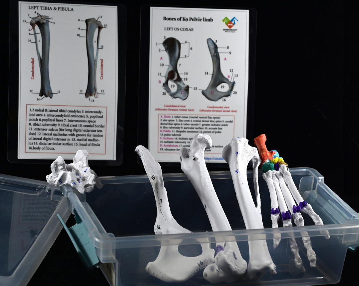 Canine Pelvic Limb Bone Box