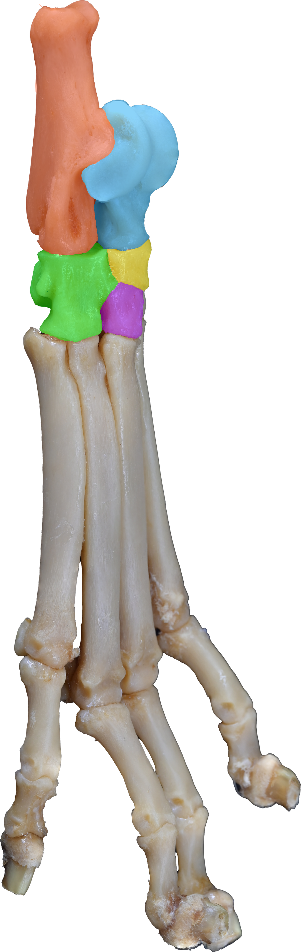 Dog 3D-Printed Pelvic Limb Bone Kit